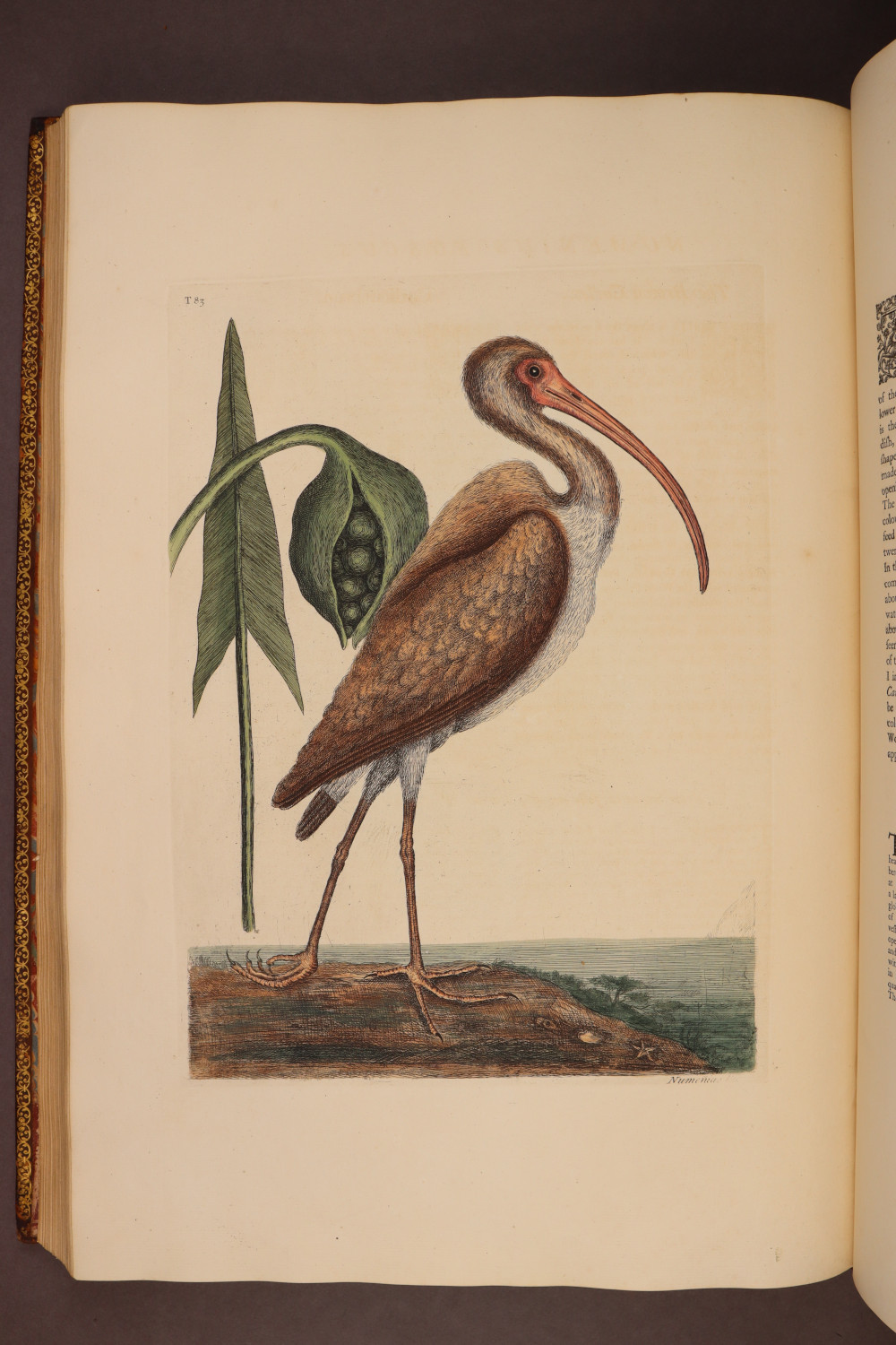 Plate 83